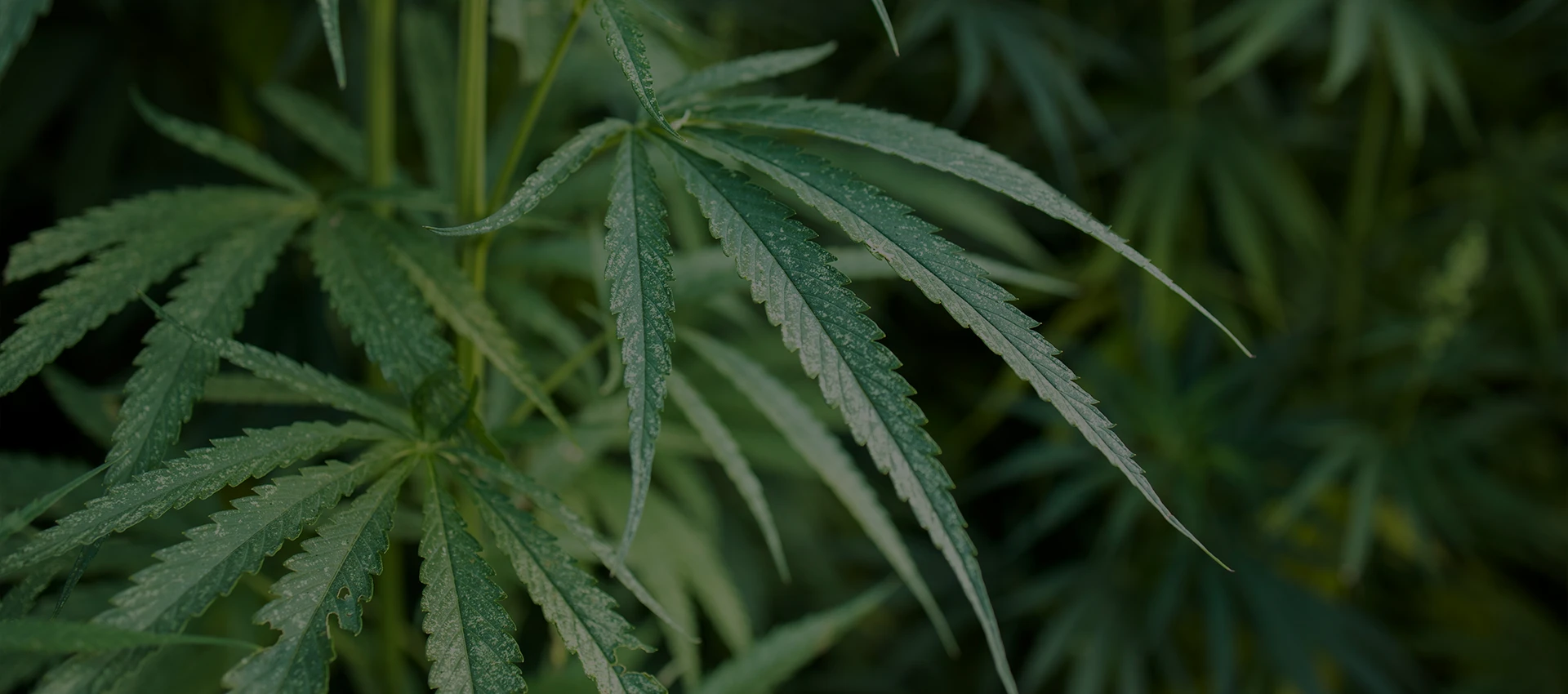 Çatalhöyük Tarım Kenevir