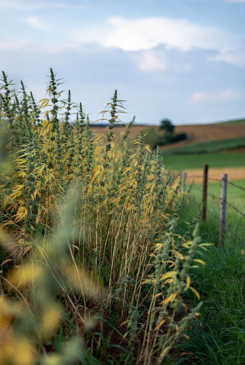 Endüstriyel Kenevir Hasadı: Zamanlama, Yöntemler ve Kaliteyi Artıran İpuçları - Çatalhöyük Tarım